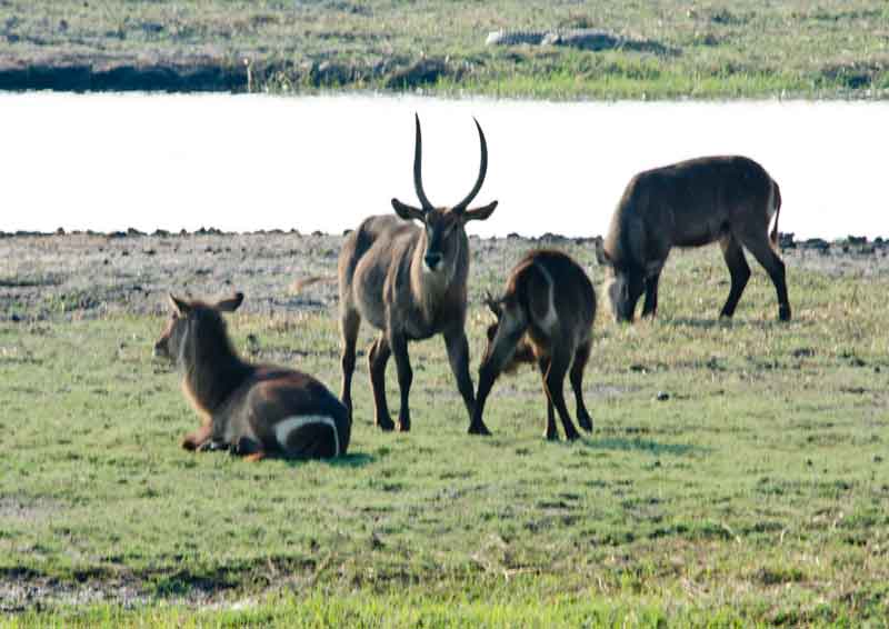 11 - Botswana - antilopes Acuaticos - parque nacional de Chobe